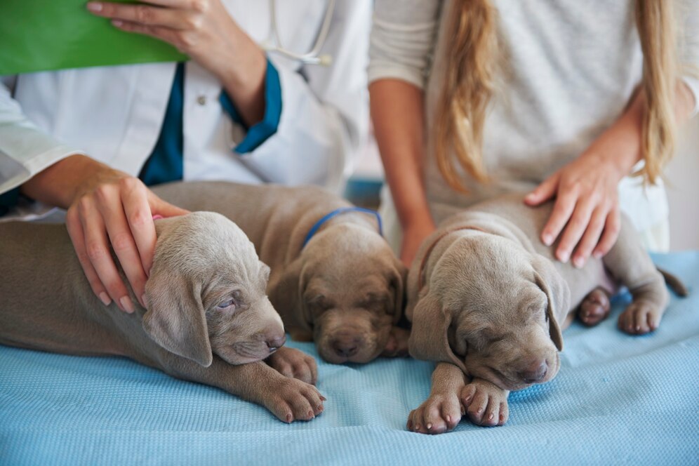 Pet Daycare Image
