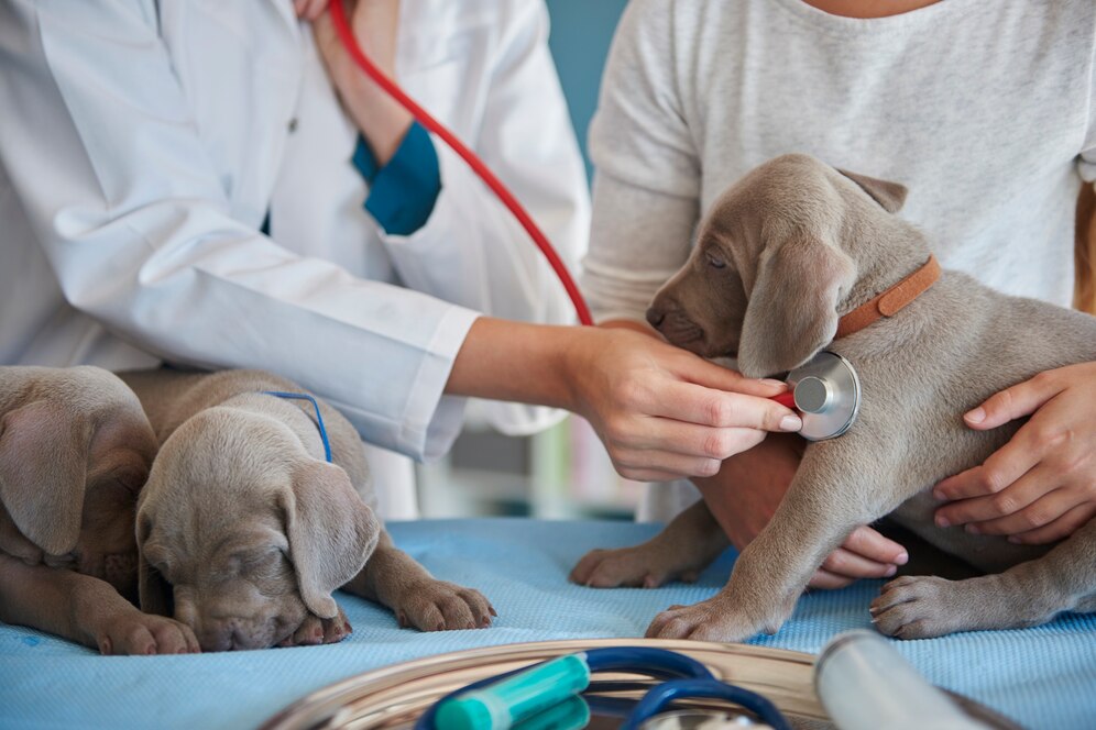 Veterinary Care Image