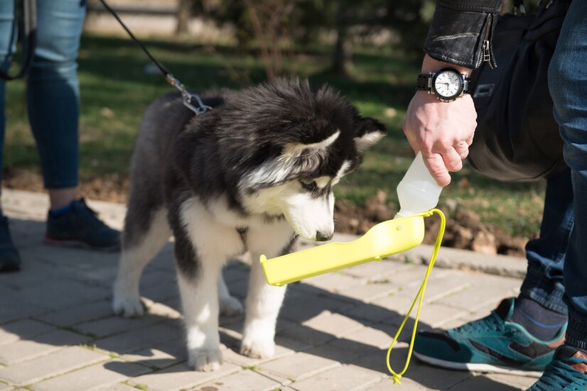 Pet Training Image